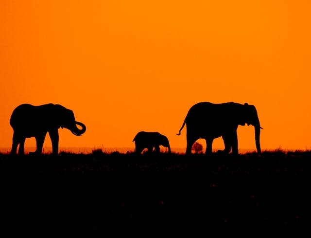 Olifanten bij zonsondergang in Botswana