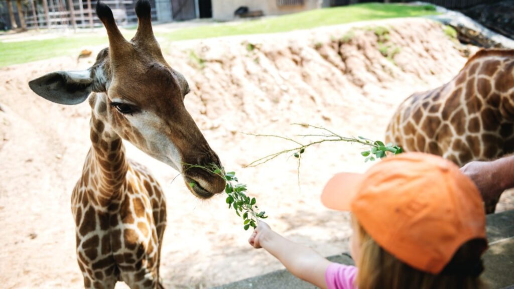 Kind voert een giraffe in Dierenrijk, een van de bezienswaardigheden in Best voor gezinnen.